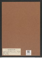 Chaetoceros lauderi Ralfs. (de-Toni-Nr.: Genus 149, Species 4134) Zeichnungen Sammlung Grunow Mappe 04137 (Herbarium_W_Grunow_drawings_Folder_04137)